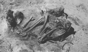 The Barum skeleton upon excavation in 1939. Source: Sten et al 2000: Fig. 1